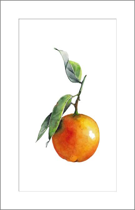 Купить и печать на заказ Картины, фото с паспарту Акварельный апельсин на белом фоне