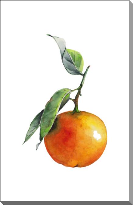 Купить и печать на заказ Картины на пластике, пеноркартоне Акварельный апельсин на белом фоне