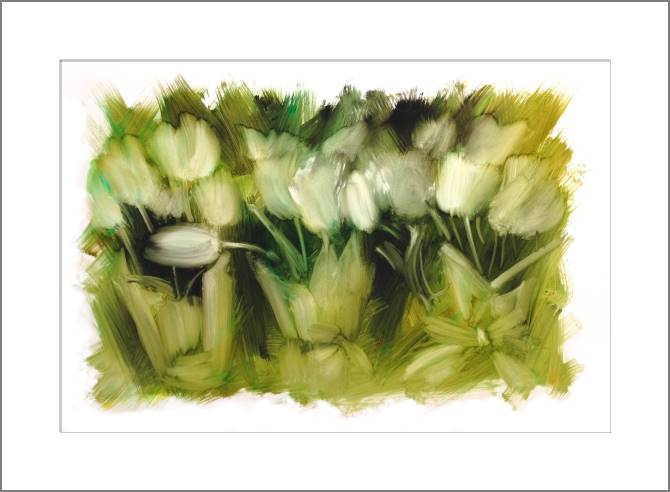 Купить и печать на заказ Картины Белые тюльпаны маслом