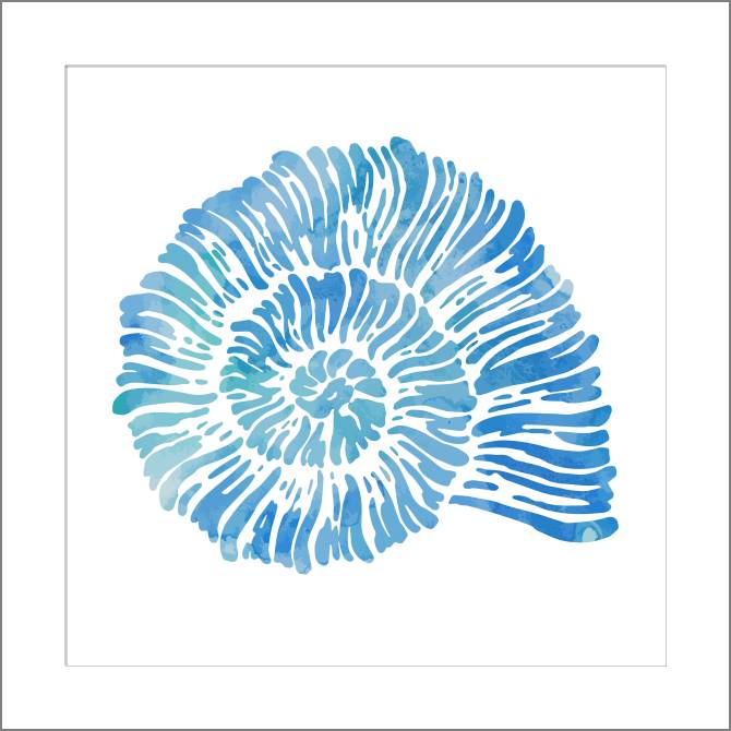 Купить и печать на заказ Картины, фото с паспарту Морская раковина