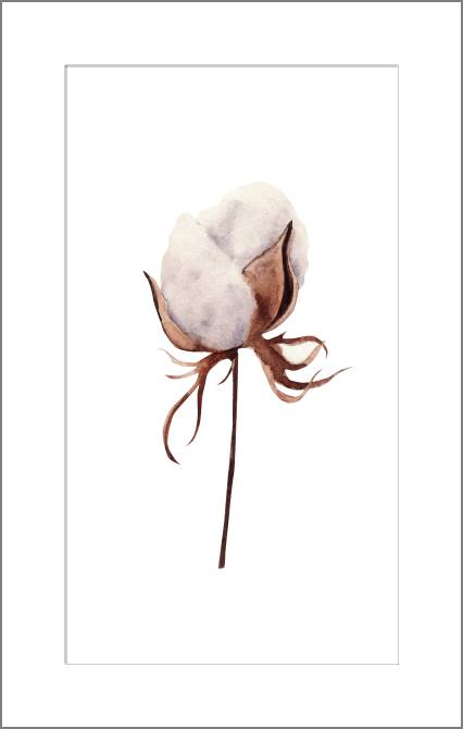 Купить и печать на заказ Картины, фото с паспарту Бутон хлопка