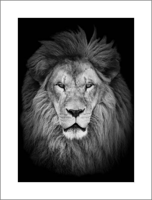 Купить и печать на заказ Картины, фото с паспарту Черно-белый лев