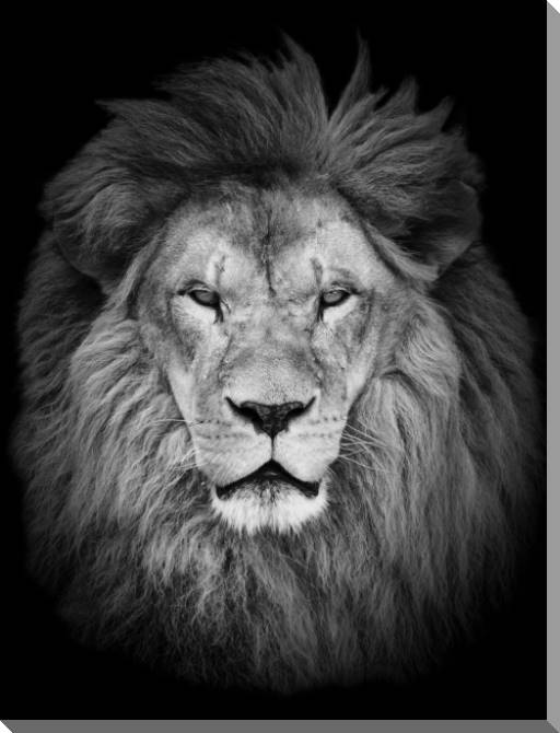 Купить и печать на заказ Картины на пластике, пеноркартоне Черно-белый лев