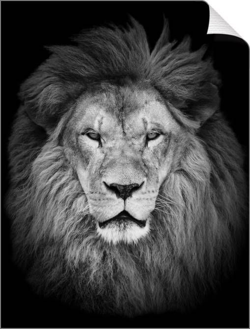 Купить и печать на заказ Картины на холсте Черно-белый лев