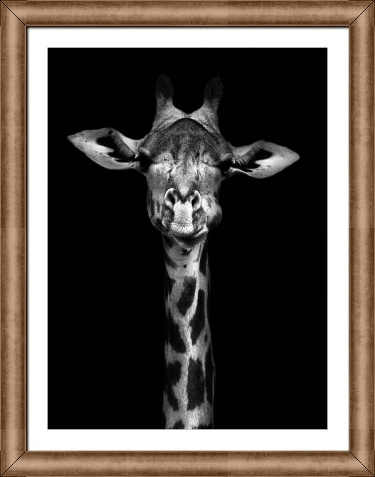 Купить и печать на заказ Картины на холсте Черно-белый жираф