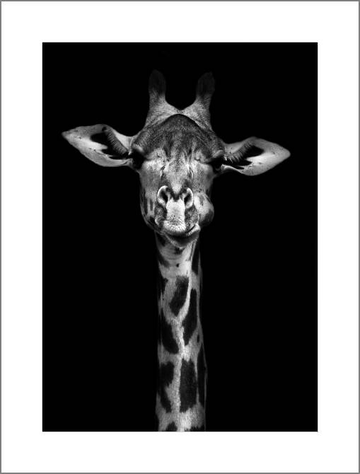 Купить и печать на заказ Картины, фото с паспарту Черно-белый жираф