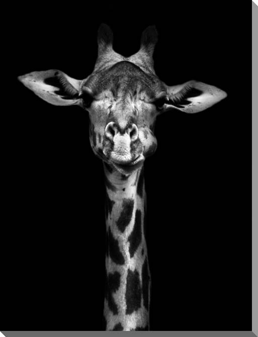 Купить и печать на заказ Картины на пластике, пеноркартоне Черно-белый жираф