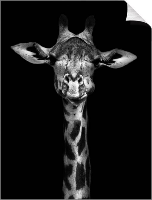 Купить и печать на заказ Картины на холсте Черно-белый жираф