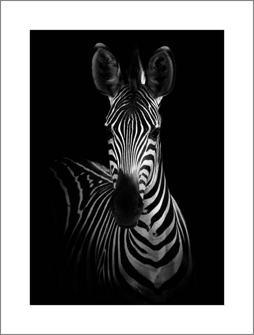 Картины, фото с паспарту Series animals on the black фоне_3