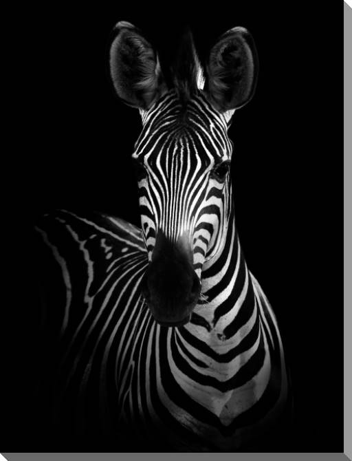 Купить и печать на заказ Картины на пластике, пеноркартоне Черно-белая зебра