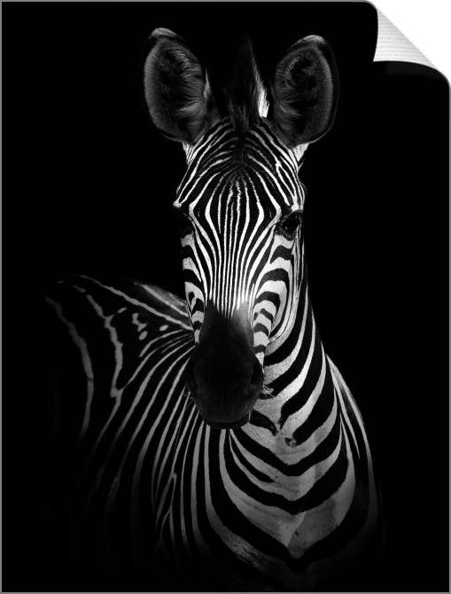 Купить и печать на заказ Картины на холсте Черно-белая зебра
