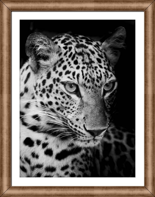 Купить и печать на заказ Картины на холсте Черно-белый леопард