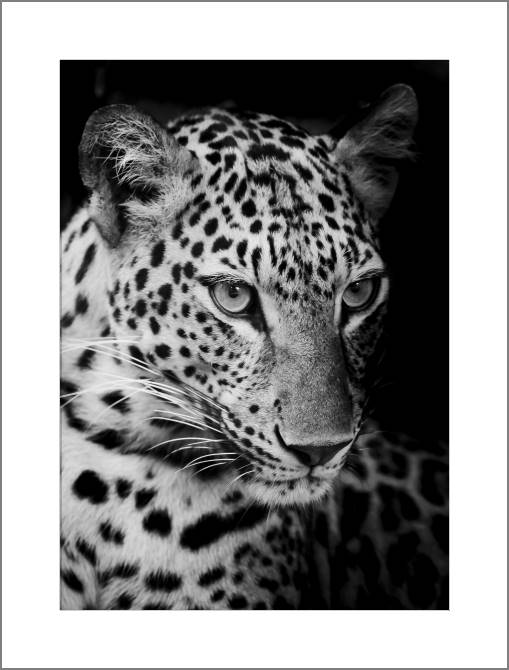 Картины, фото с паспарту Series animals on the black фоне_4