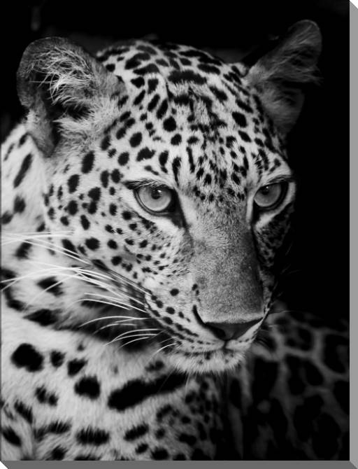 Купить и печать на заказ Картины на пластике, пеноркартоне Черно-белый леопард