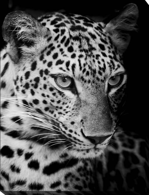 Paintings on canvas Series animals on the black фоне_4