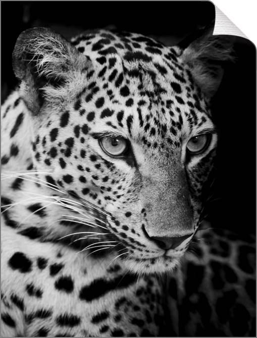 Купить и печать на заказ Картины на холсте Черно-белый леопард