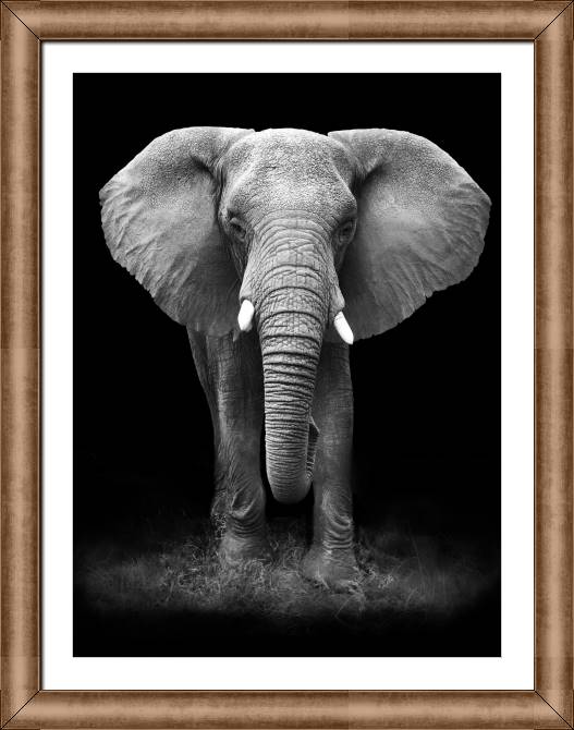 Купить и печать на заказ Картины на холсте Черно-белый слон