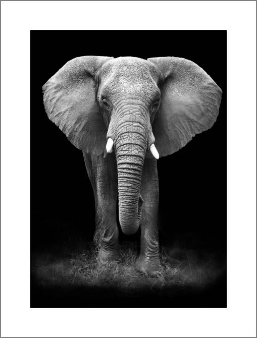 Картины, фото с паспарту Series animals on the black фоне_5