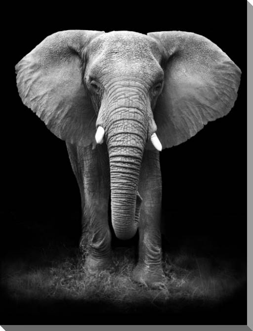 Купить и печать на заказ Картины на пластике, пеноркартоне Черно-белый слон
