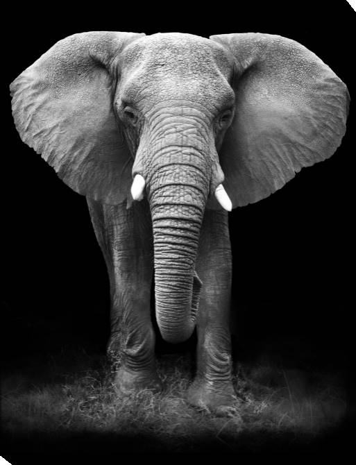 Paintings on canvas Series animals on the black фоне_5