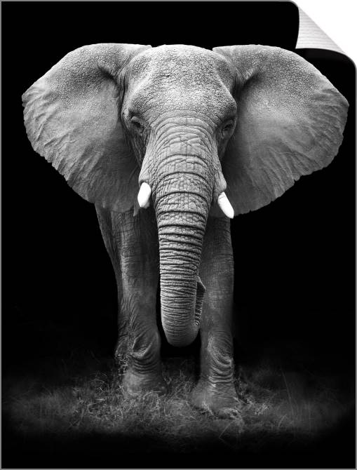 Купить и печать на заказ Картины на холсте Черно-белый слон