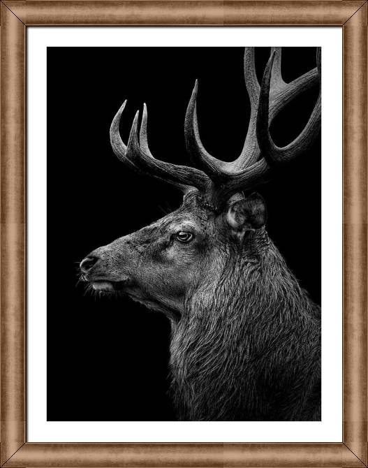 Купить и печать на заказ Картины на холсте Черно-белый олень