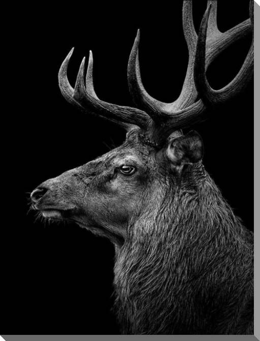 Купить и печать на заказ Картины на пластике, пеноркартоне Черно-белый олень