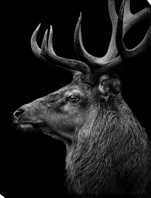 Paintings on canvas Series animals on the black фоне_6