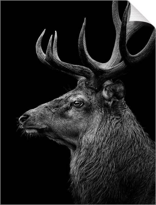 Купить и печать на заказ Картины на холсте Черно-белый олень