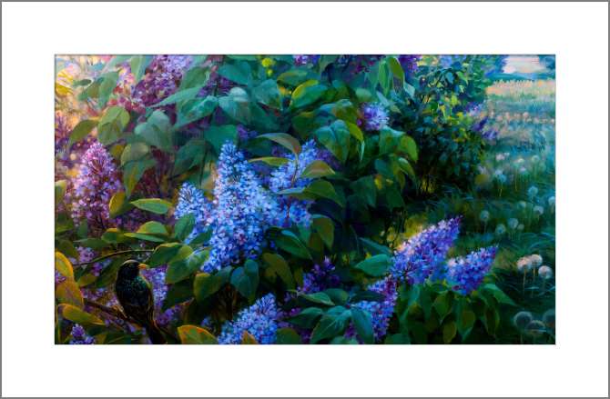 Купить и печать на заказ Картины, фото с паспарту Куст сирени на рассвете